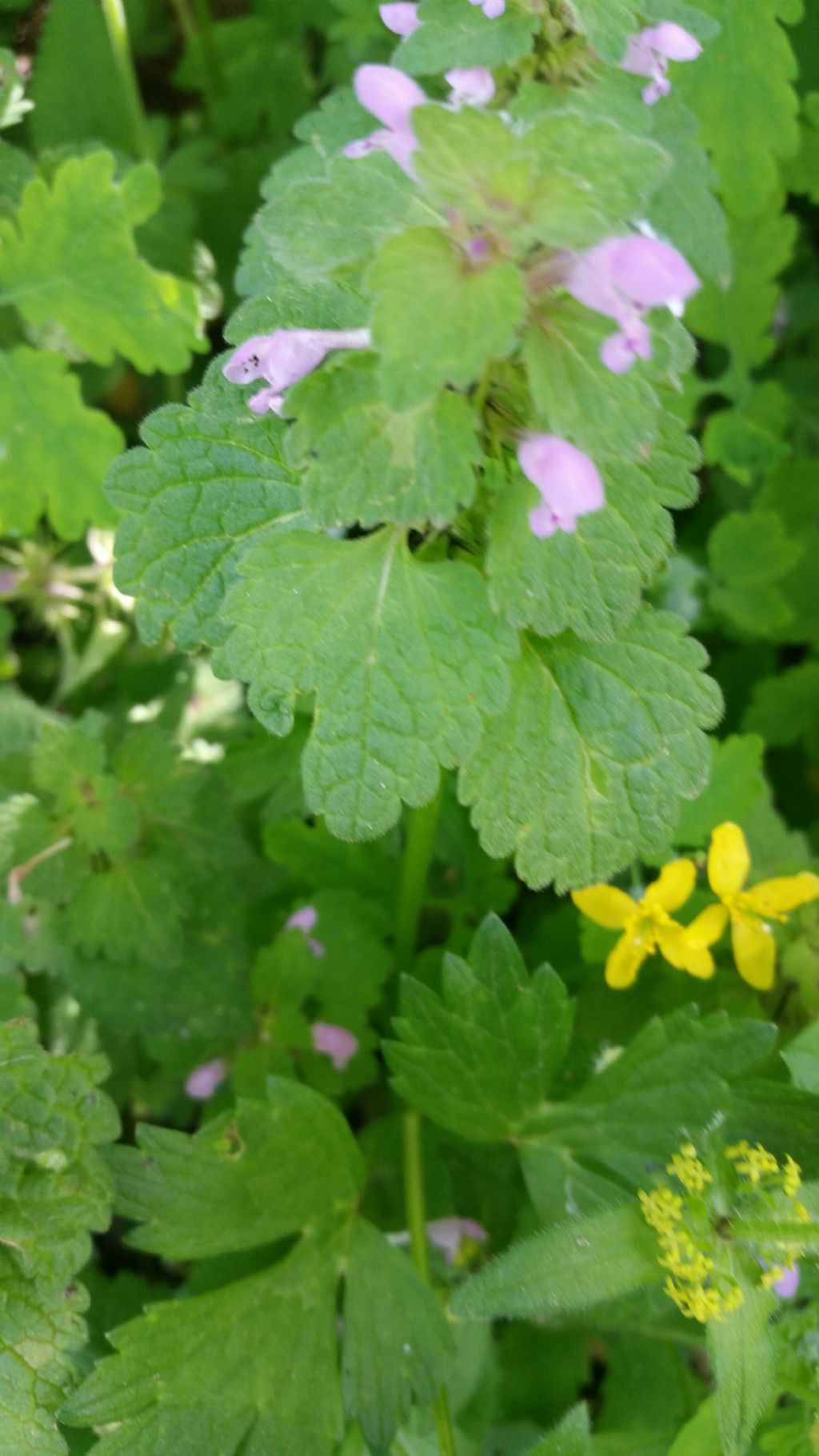 Lamium purpureum L. (Lamiaceae)